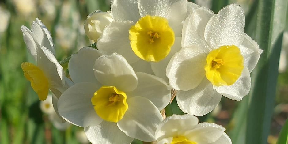 Oak Spring daffodils in garden of Bunny Mellon