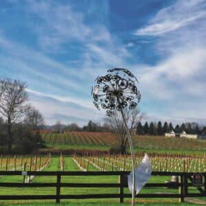 Vineyard view at 8 Chains North Winery