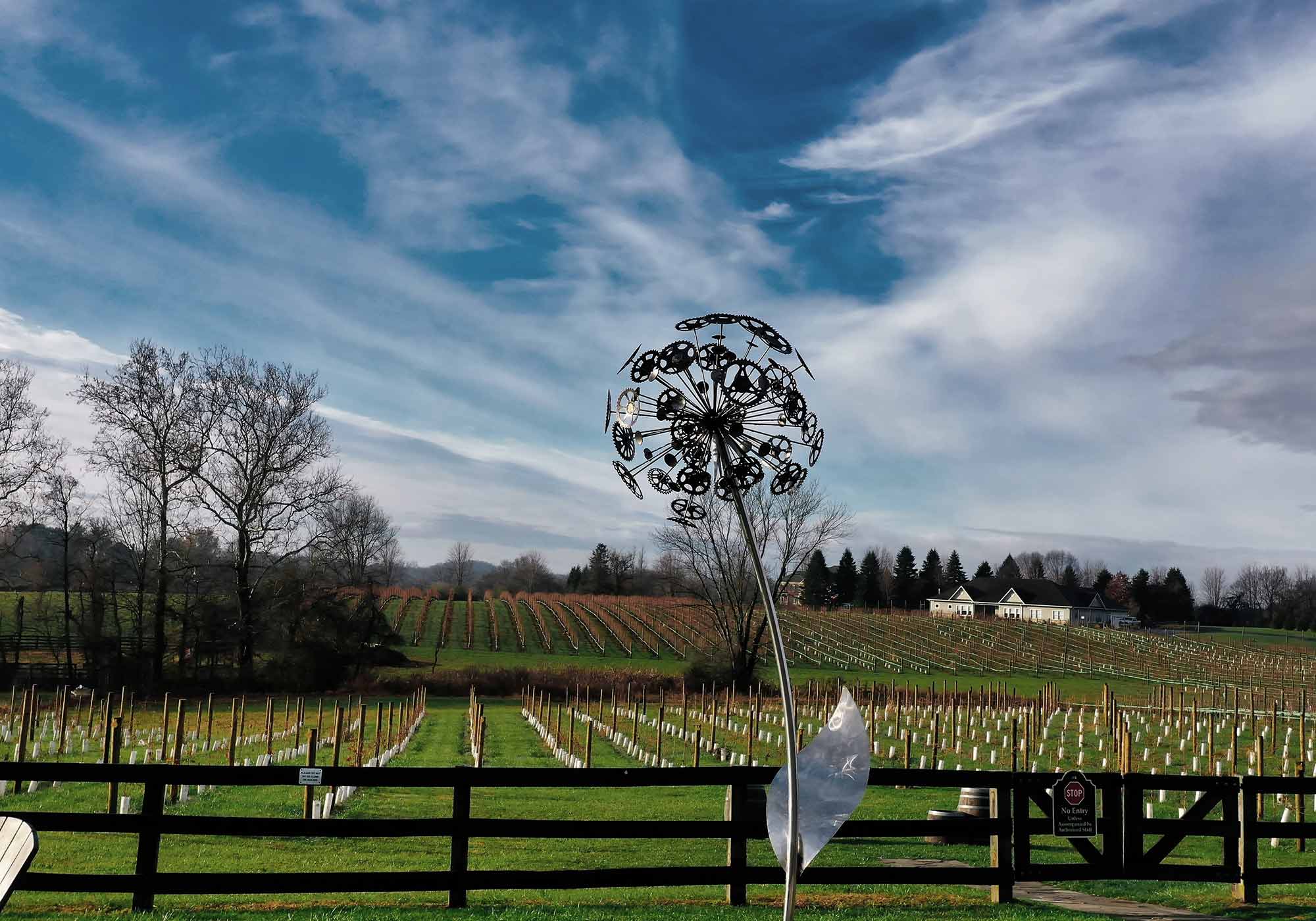 Vineyard scene at 8 Chains North Winery