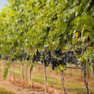 Kings Family Vineyards, grape vines
