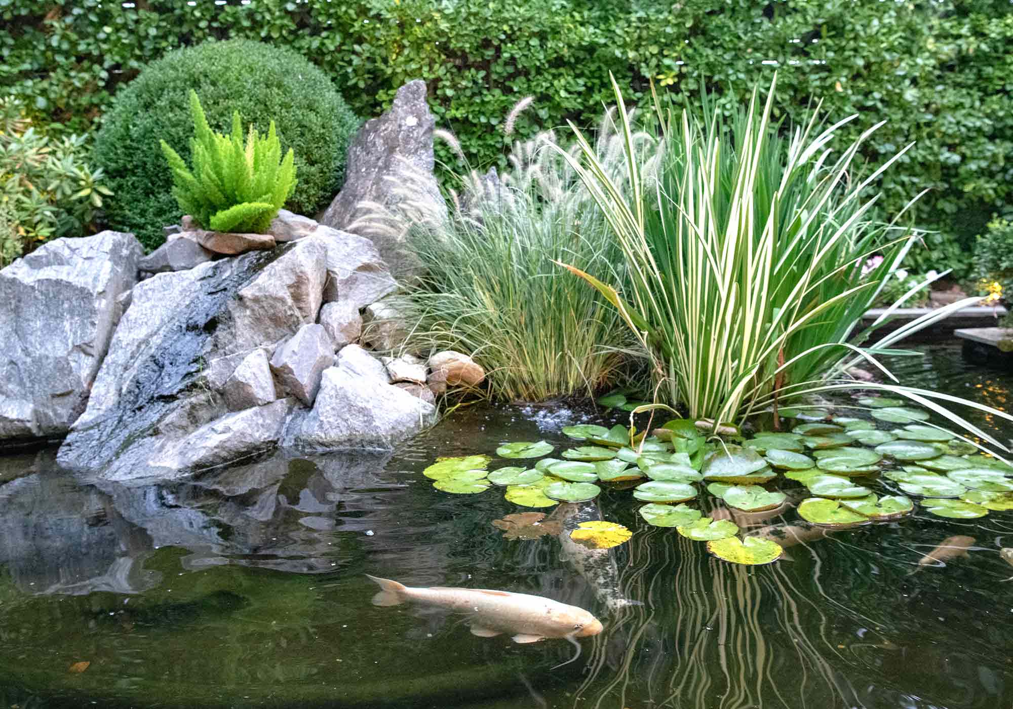 koi pond at Inn at Little Washington