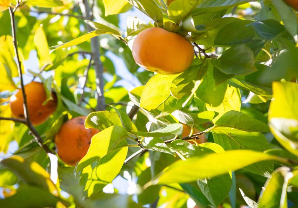 persimmon fruits on tree branches, photo by Robin Bethke