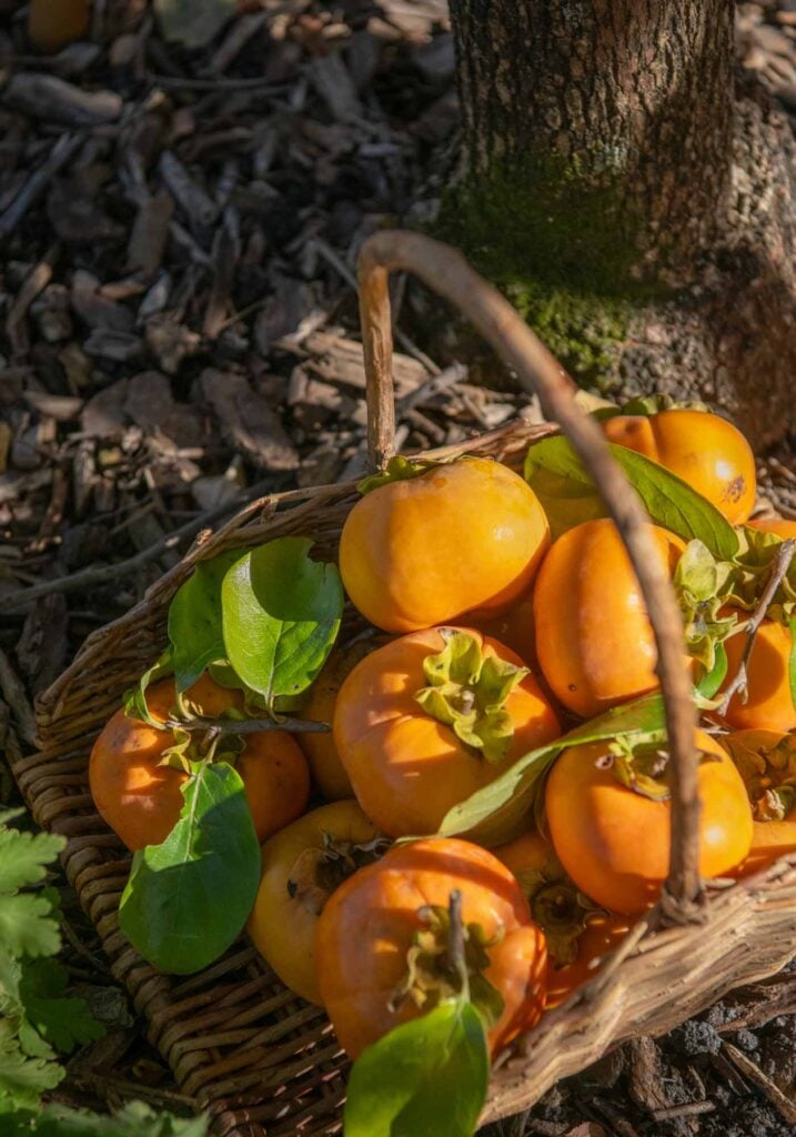 photo of picked persimmons in a straw basket, photo by Robin Bethke