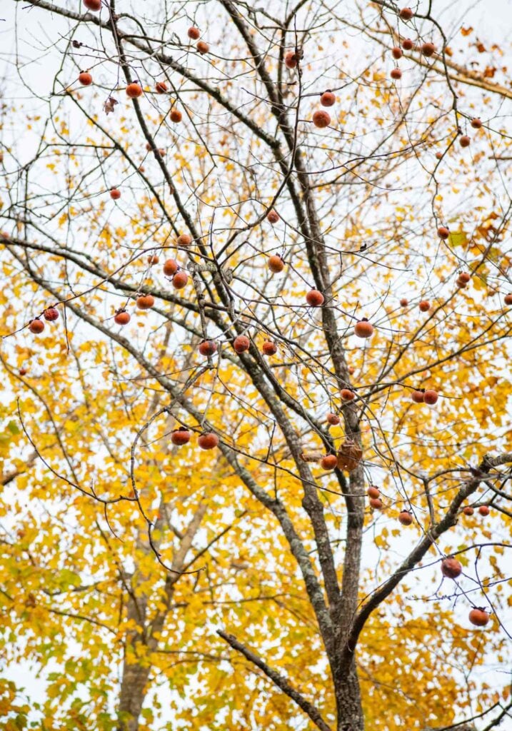 photo of Persimmon tree