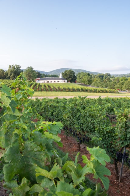 merlot grapes at barboursville vineyards