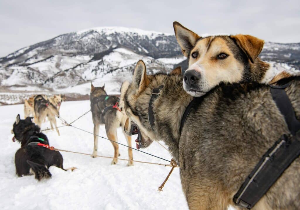 Husky sled dogs lying in the snow during a break at a winter dog sledding experience near Vail, Colorado.