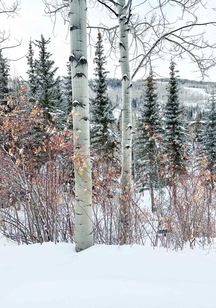 Winter scene of slender birch trees with white bark standing in fresh snow in Vail Valley.