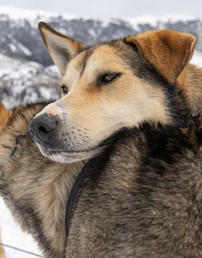 colorado sled dogs instagram