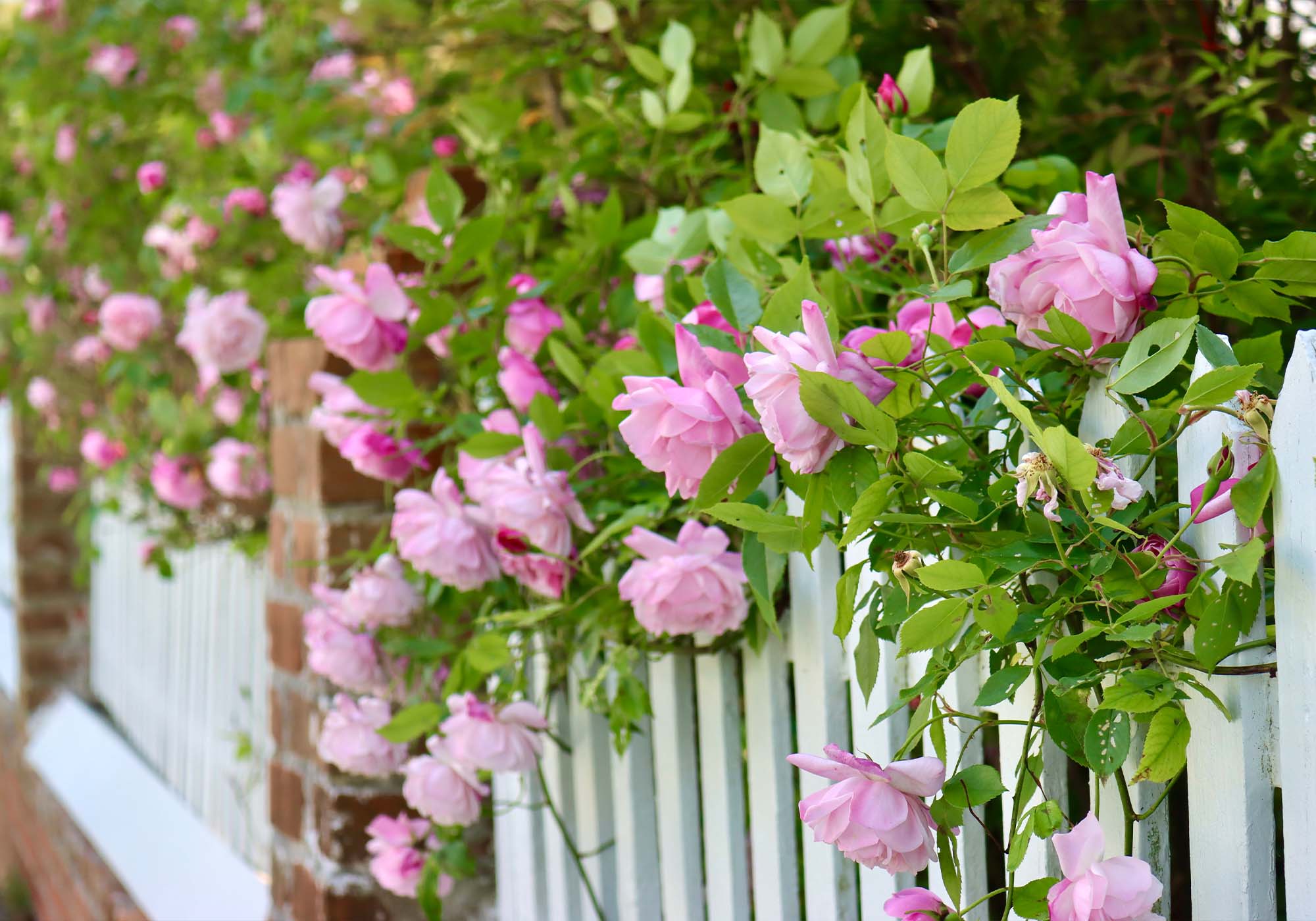 Pink roses climbing a white fence at Eyre Hall on Virginia’s Eastern Shore during Historic Garden Week 2026