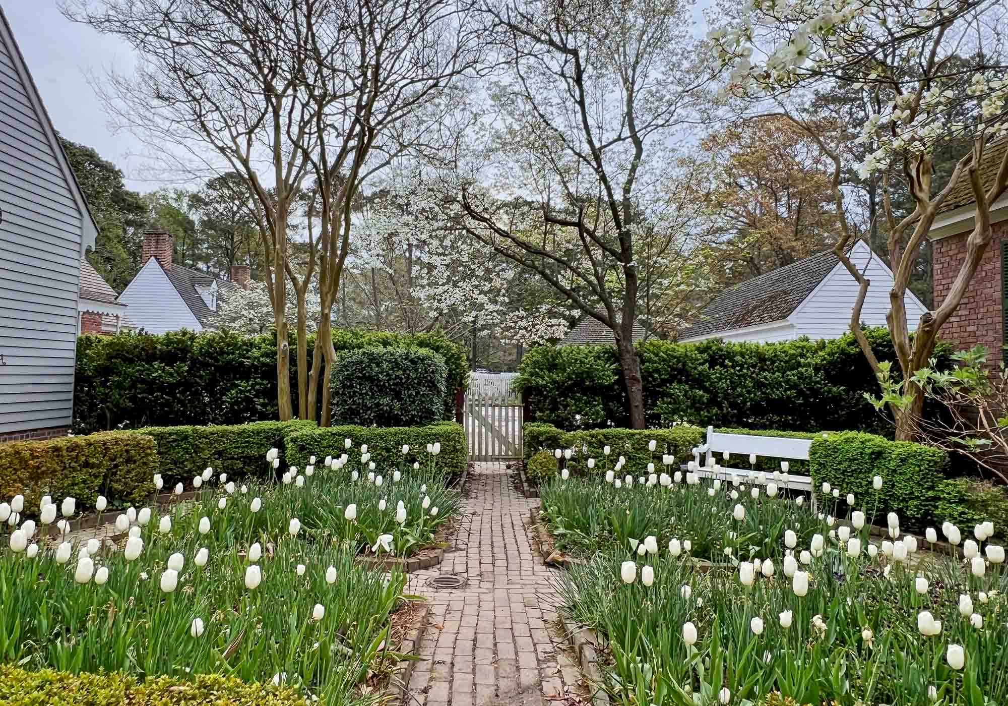 Tulip garden with brick walkways in Williamsburg, Virginia showcased during Historic Garden Week 2026