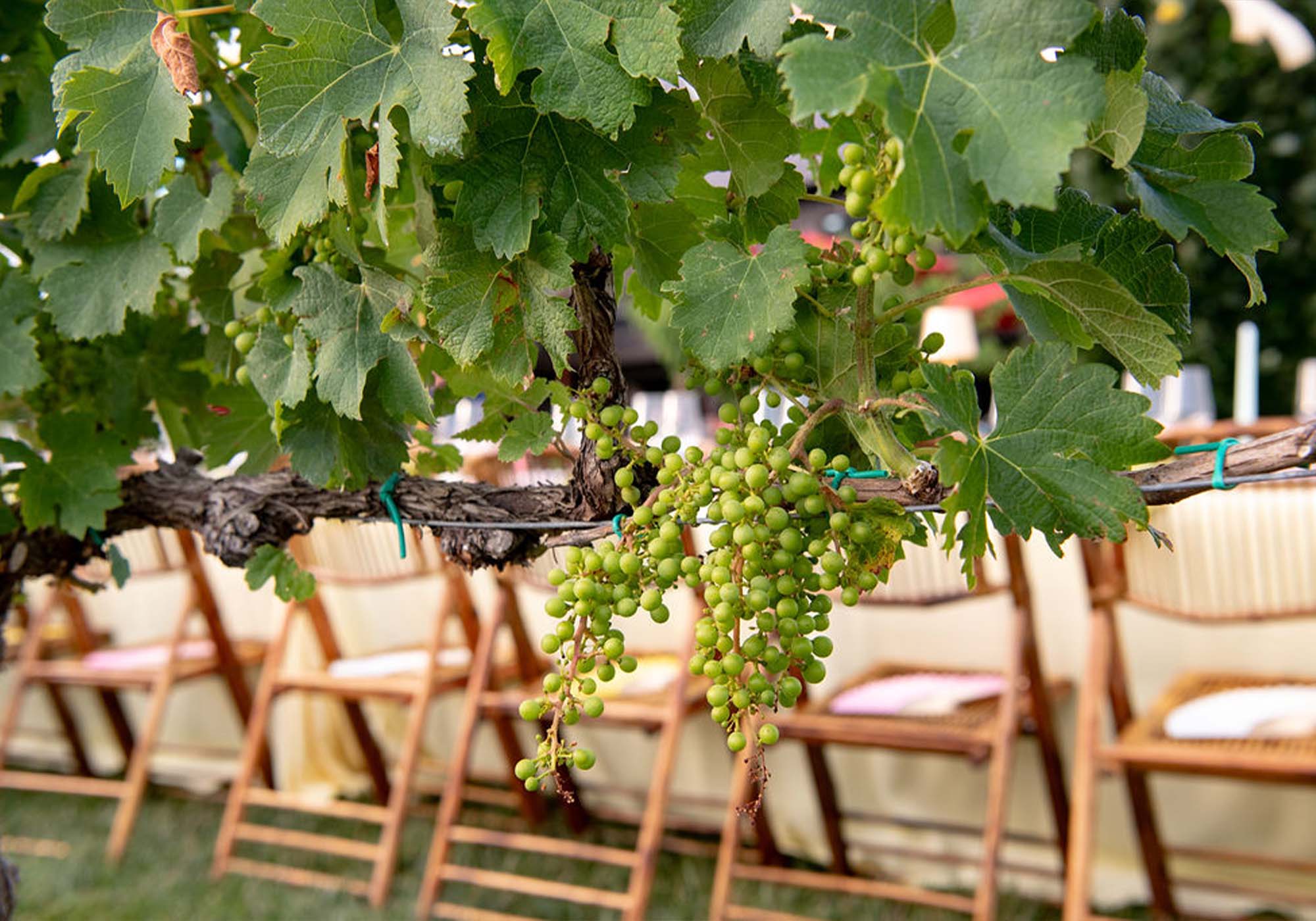 Wine Grapes at Southwest Mountains Vineyards in Keswick, VA